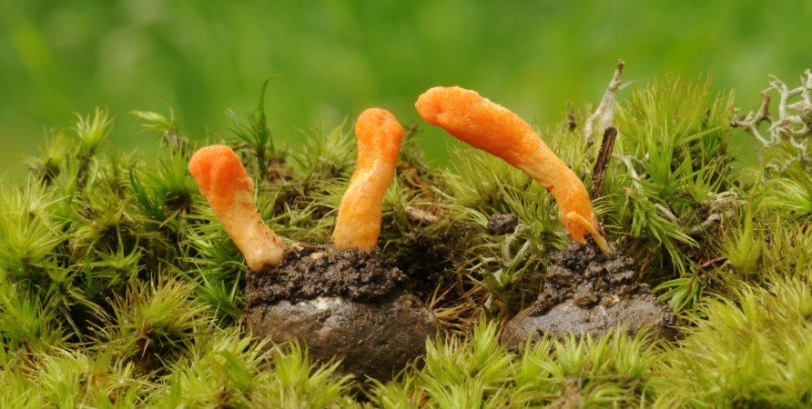 Cordyceps-sieni